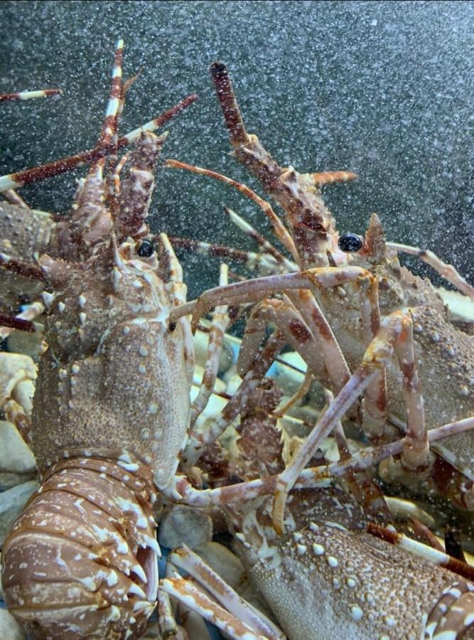 Appartamento Lido San Giovanni Gallipoli Dış mekan fotoğraf
