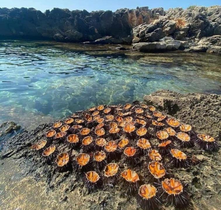 Appartamento Lido San Giovanni Gallipoli Dış mekan fotoğraf